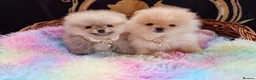 Pomeranian dogs for sale: Luxury Pomeranian puppies for sale!!! - Advert 7
