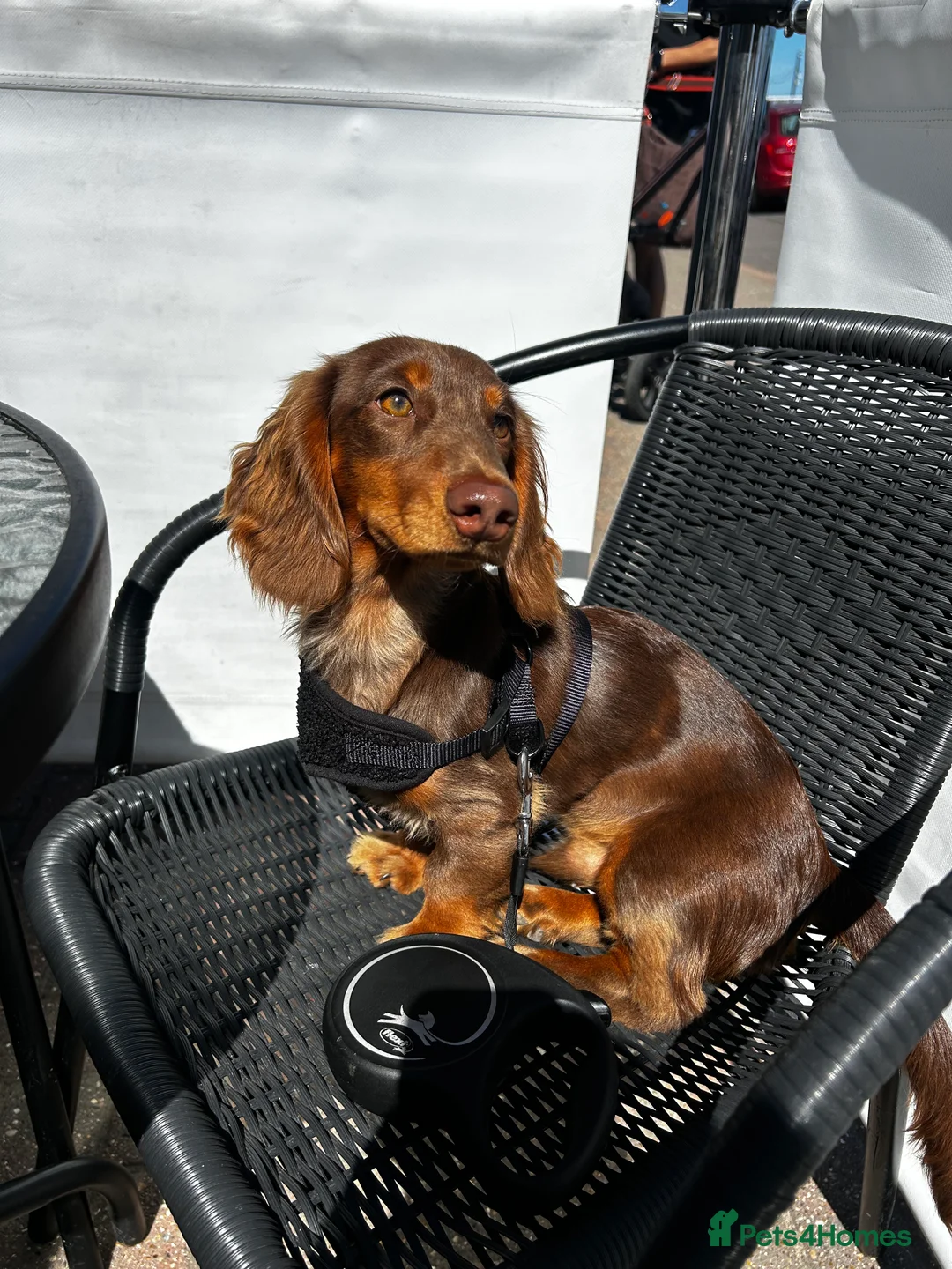 Miniature Dachshund dogs for stud: Long-Haired Brown Miniature Dachshund for Stud in Stowmarket - Advert 1