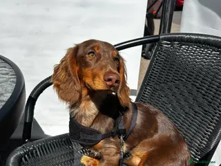 Miniature Dachshund dogs Long-Haired Brown Miniature Dachshund for Stud in Stowmarket - Advert 1