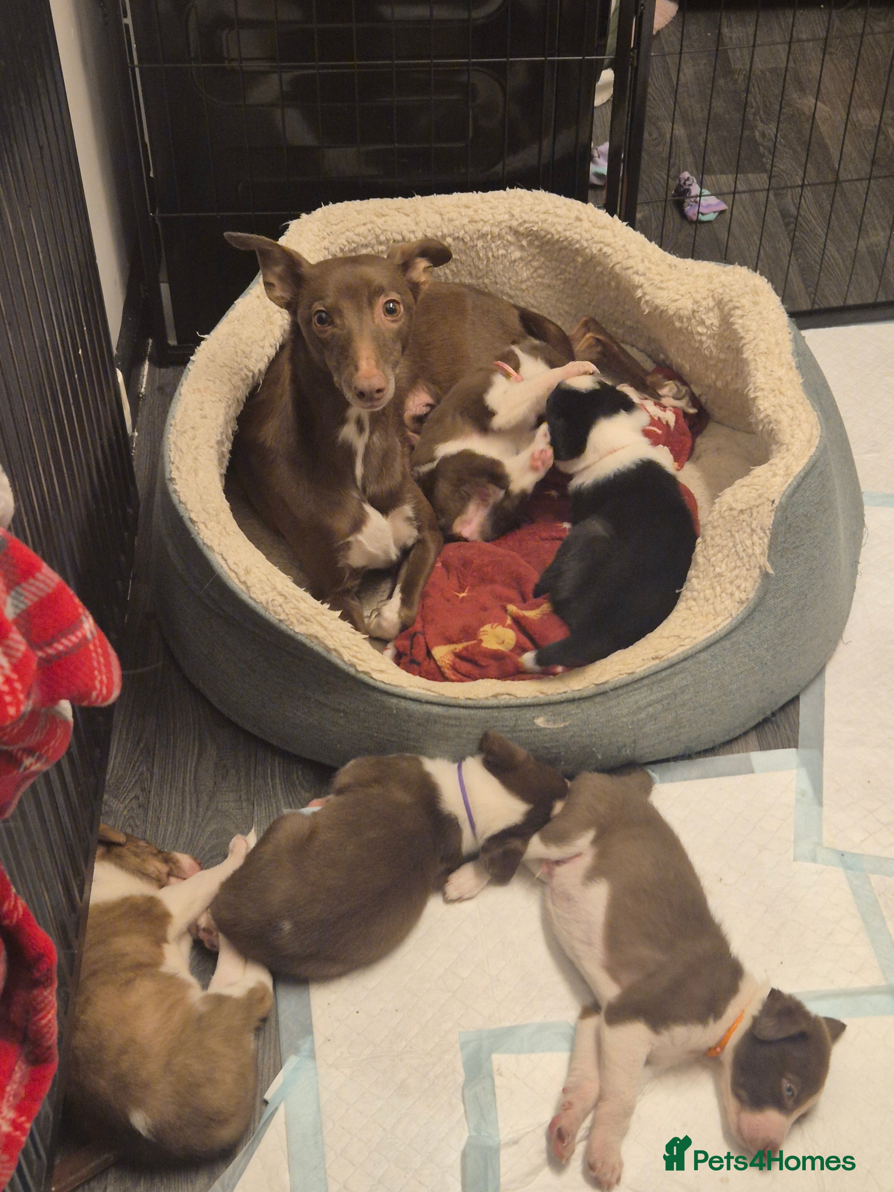 Mixed Breed dogs One pup left - Advert 3