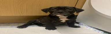 Olde English Bulldogge 1