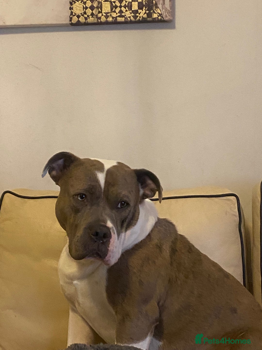 Mixed Breed dogs for sale: Must go as a pair !!! - Image 2
