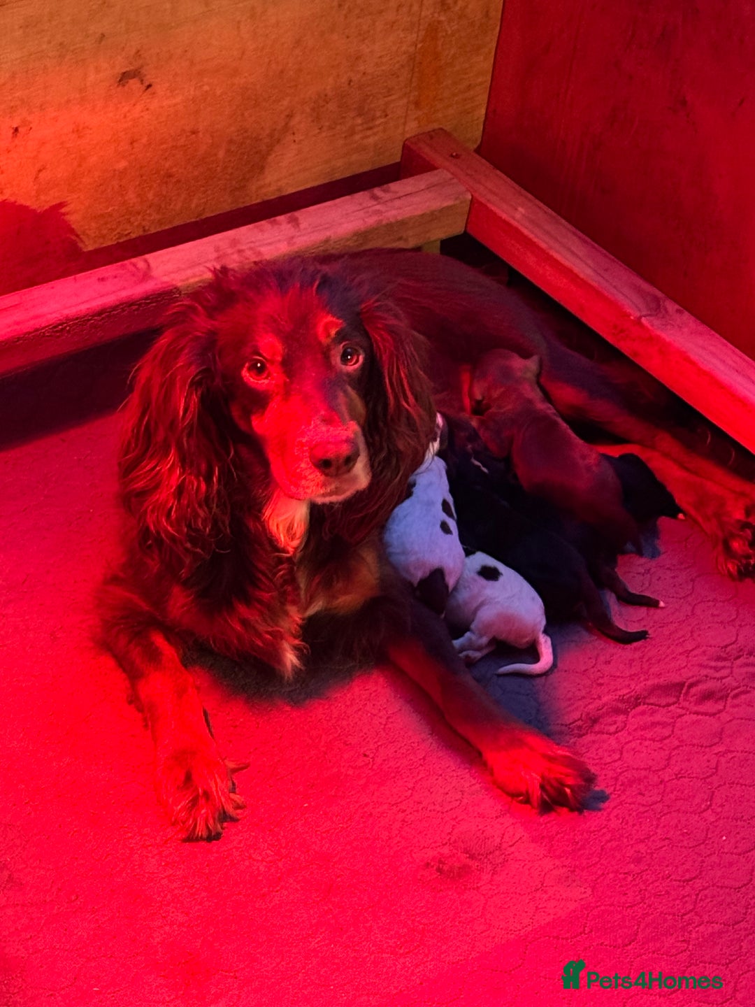 Cocker Spaniel dogs for sale: Working Cocker Spaniel Puppies - Advert 28