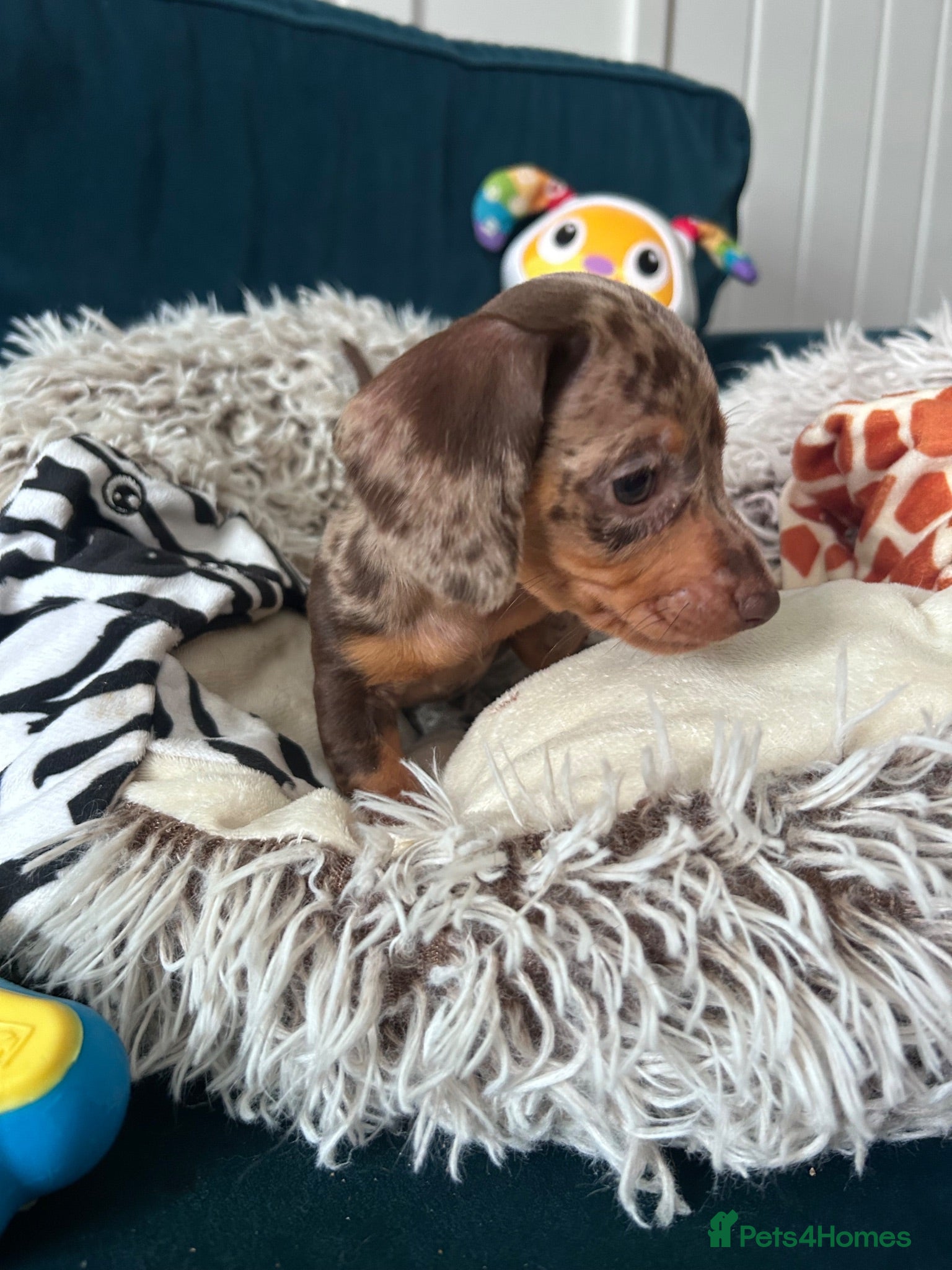 Miniature Dachshund dogs 🐾 Beautiful Miniature Dachshund Puppies  - Advert 2