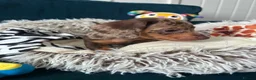 Miniature Dachshund dogs for sale: 🐾 Beautiful Miniature Dachshund Puppies  - Advert 2