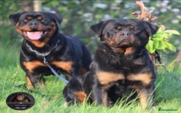 Rottweiler dogs for sale: Beautiful Female Rottweiler For Pet/Show Homes - Advert 5