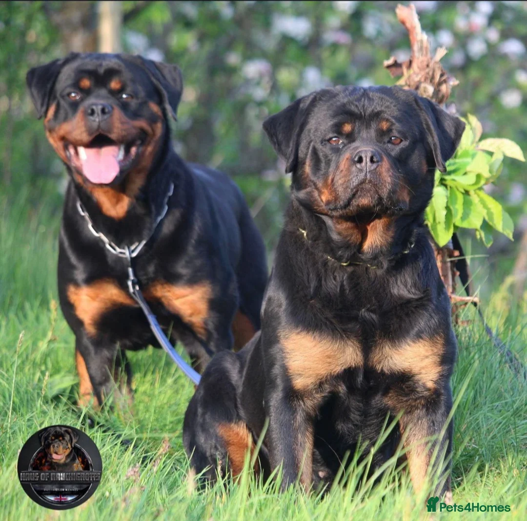 Rottweiler dogs for sale: Beautiful Adult Female Rottweiler For Pet/ShowHome - Advert 5