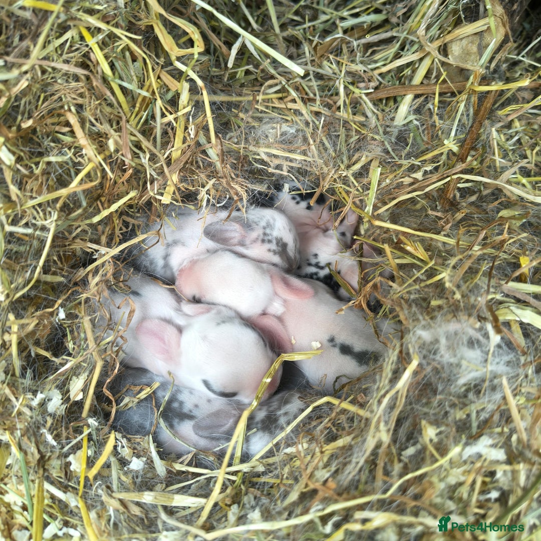 Mini Lop rabbits for sale: Mini lop babies  - Advert 2