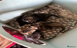 Mixed Breed cats for sale: Lovely mixed breed Kitrens for sale.  - Image 16