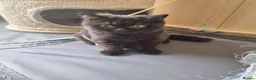 British Shorthair cats for sale: Kind Friendly Healthy Vaccinated Microchipped - Advert 23
