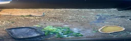 Tortoise reptiles for sale: 2025 Horsefield tortoise with full set up for sale - Advert 12