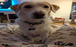 Mixed Breed dogs for sale: Lovely Pixel  - Image 16