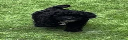 Toy Poodle dogs for sale: Toy Poodle puppies Health tested parents  - Advert 1