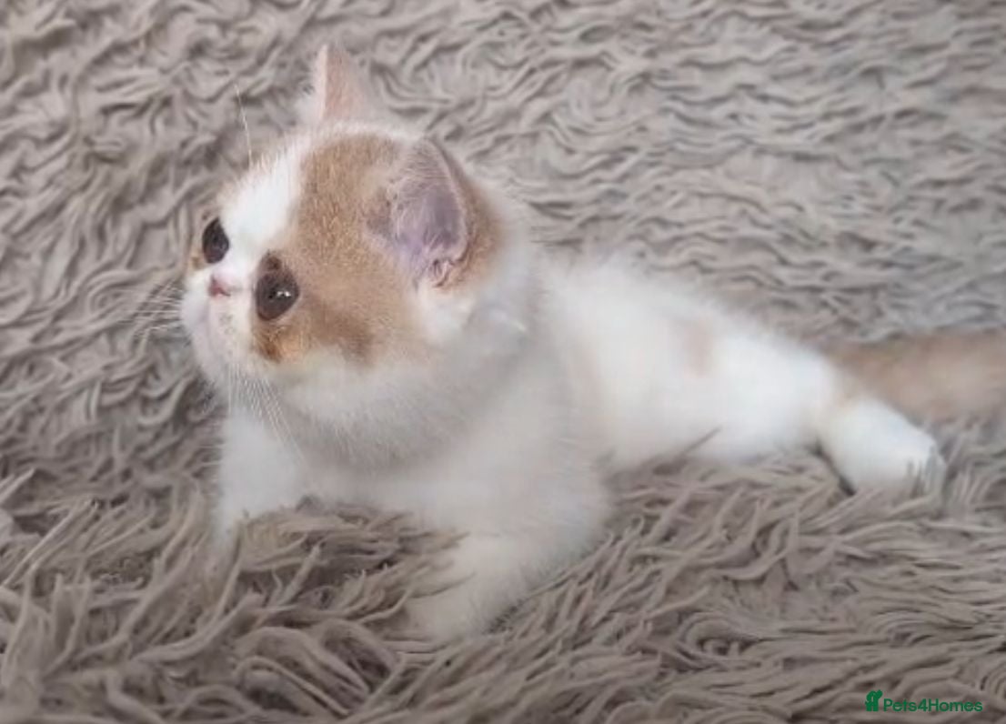Persian cats Persian Kitten - Advert 1
