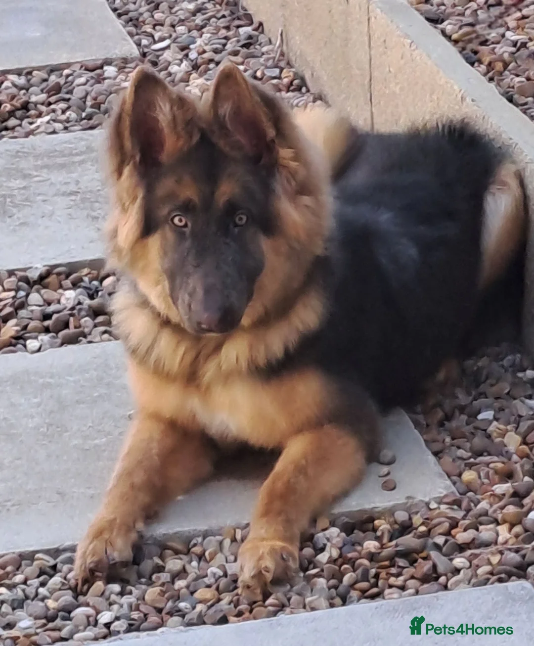 German Shepherd dogs for sale: Beautiful blue&tan pup - Advert 2