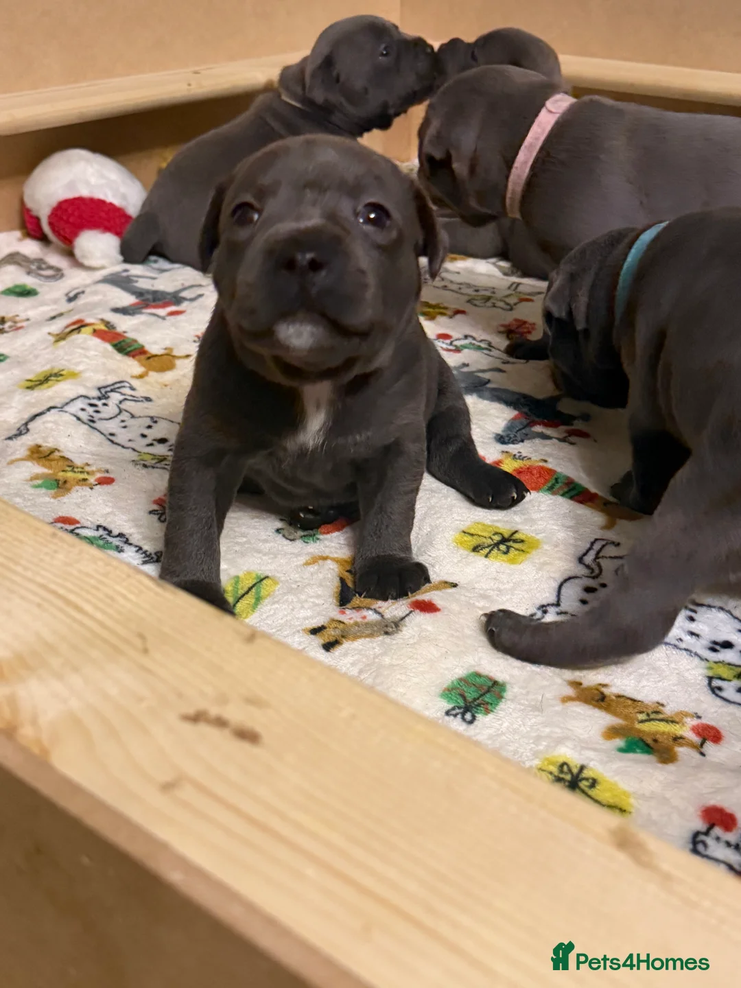 Staffordshire Bull Terrier dogs for sale: KC Blue Staffordshire Bull Terrier Puppies SOLD - Advert 14