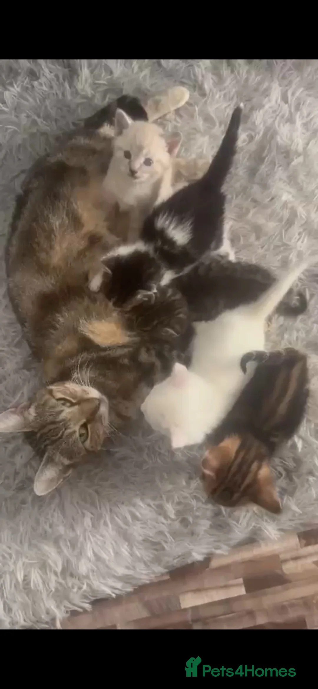 Mixed Breed cats for sale: Kittens  - Advert 5