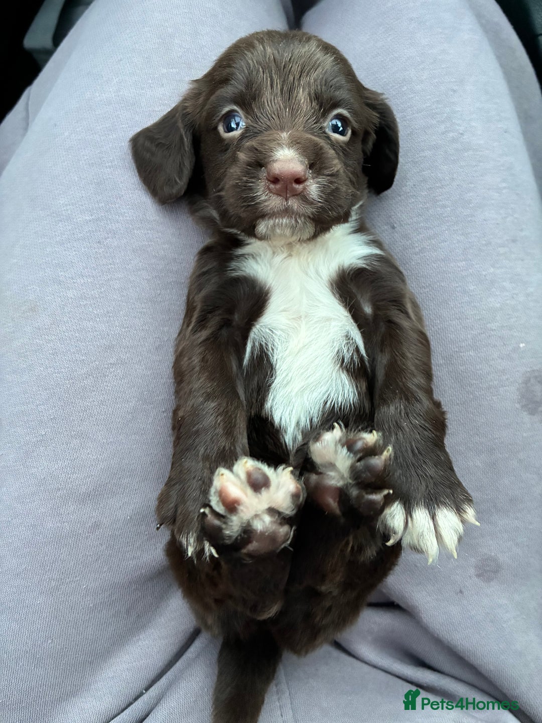 Cocker Spaniel dogs for sale: Cocker spaniel pups - Image 11