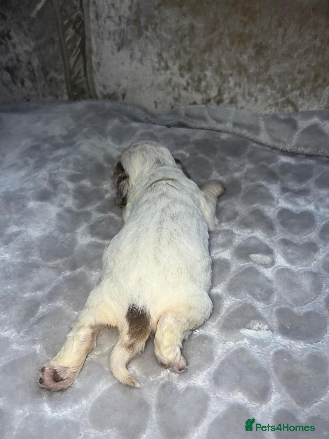 Cocker Spaniel dogs for sale: Kc registered show cocker spaniels  - Advert 13