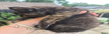Mixed Breed 4