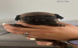 Mixed Breed dogs for sale: French wieners  - Image 1
