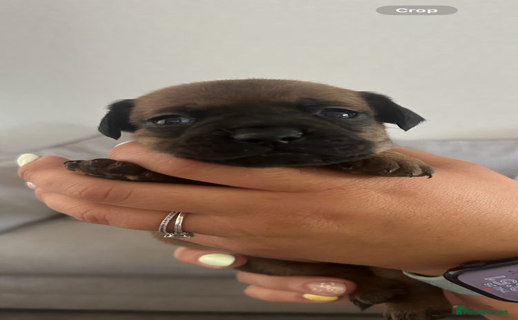 Mixed Breed dogs - Advert 1