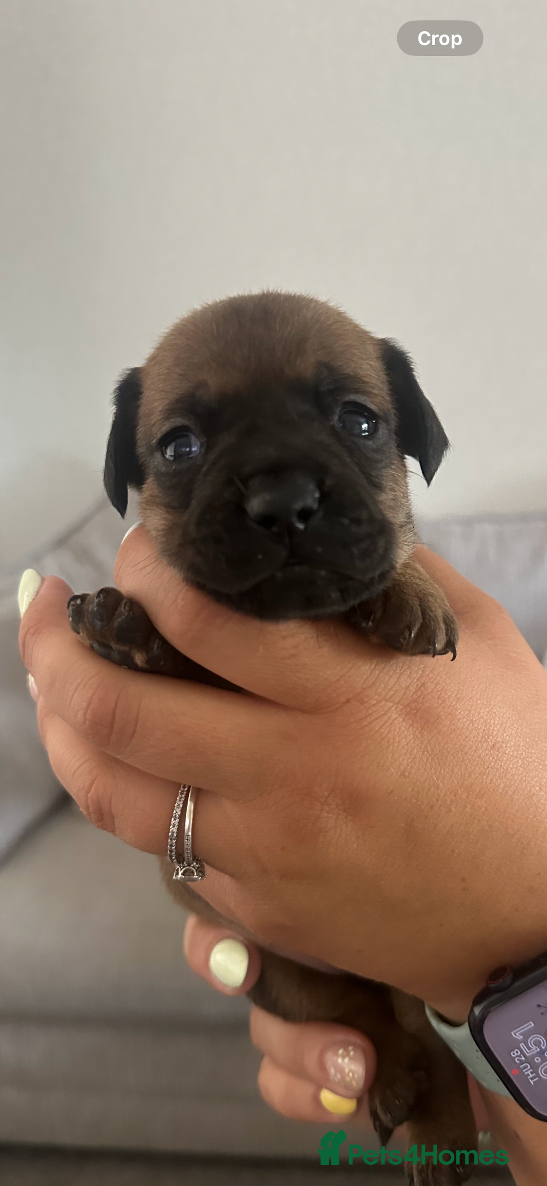 Mixed Breed dogs for sale: French wieners  - Image 1