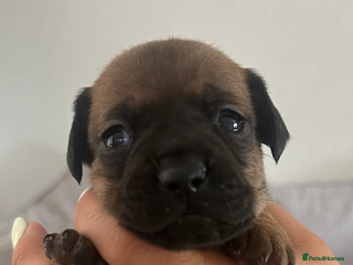 Mixed Breed dogs - Advert 24