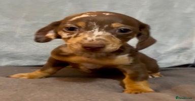 Mixed Breed dogs - Advert 6