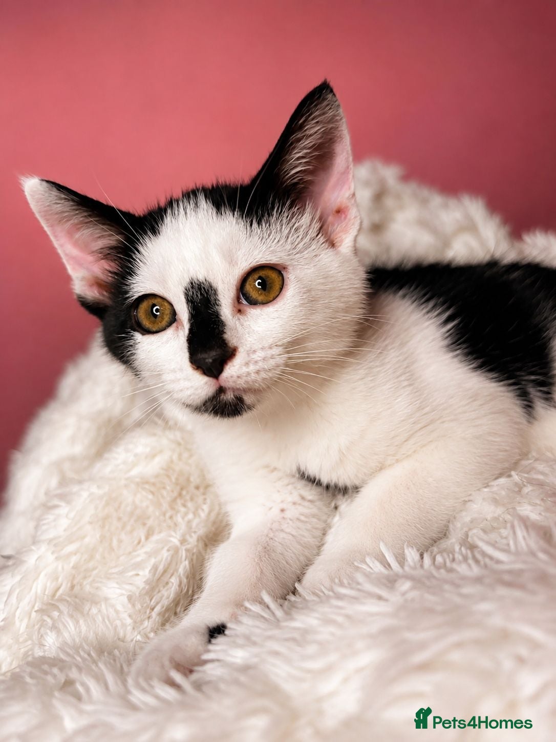 Mixed Breed cats Mum & kittens  - Advert 6