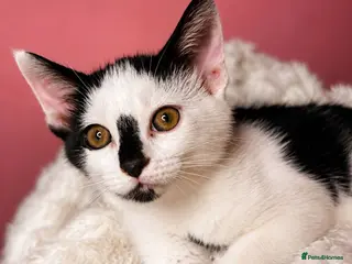 Mixed Breed cats Mum & kittens - Advert 6