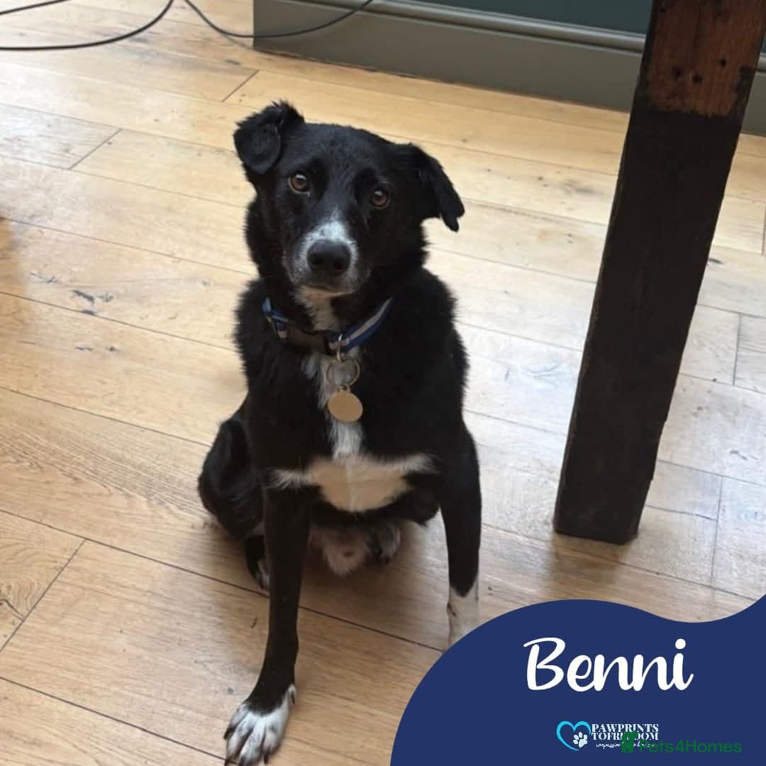 Mixed Breed dogs for adoption: Meet Benni, currently residing in Surrey - Image 1