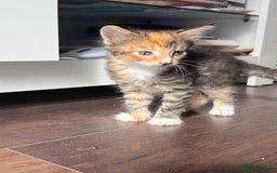 Mixed Breed cats for sale: 3 sweet kittens ready 27th Sep - Image 3