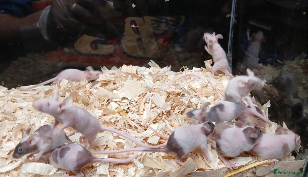 Mouse rodents for sale: Baby Fancy Pet Mice , Females available  - Image 11