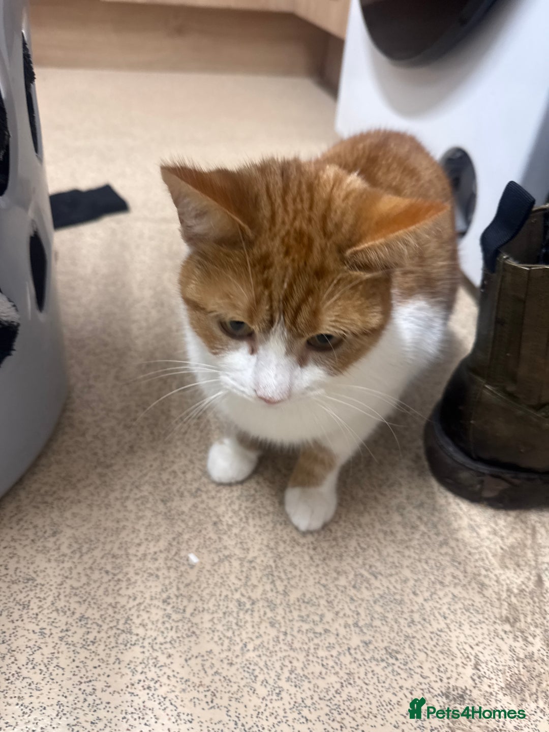 Mixed Breed cats for sale: Female unspayed cat  - Advert 1