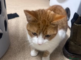 Mixed Breed cats Female unspayed cat - Advert 1