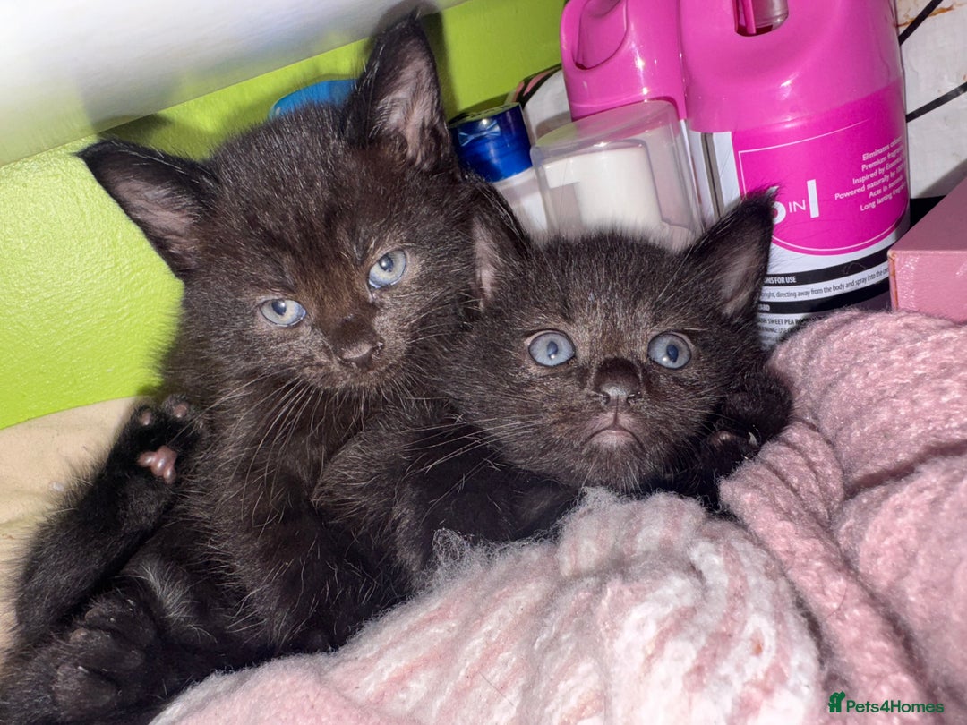 Mixed Breed cats for sale: Kittens  - Advert 7