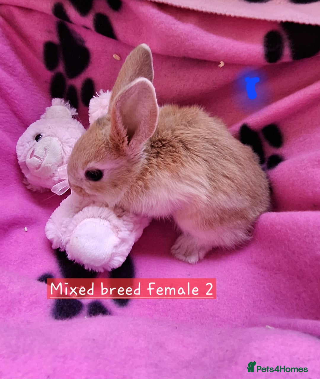 Mixed Breed rabbits for sale: 3 baby rabbits left for sale (ready now) - Image 2
