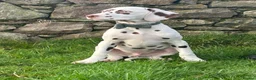 Dalmatian dogs for sale: KC Registered Dalmatian Puppies  - Advert 8