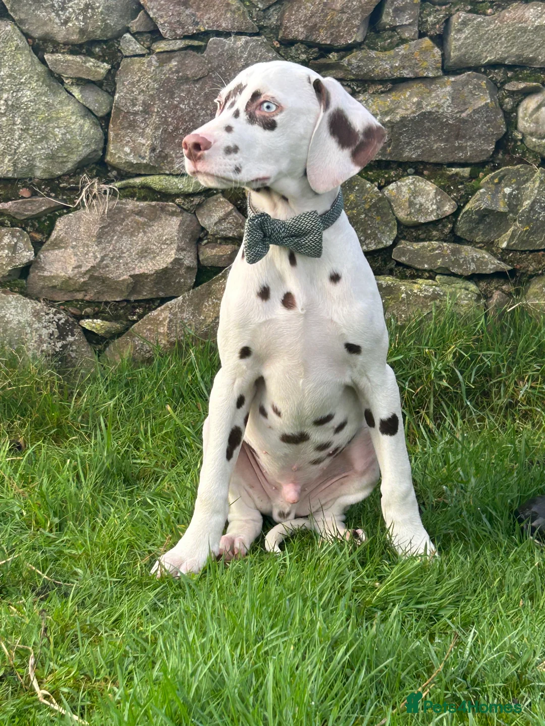 Dalmatian dogs for sale: KC Registered Dalmatian Puppies  - Advert 8