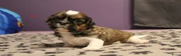 Shih Tzu dogs for sale: LOVELY SHIH TZU PUPPIES  - Advert 22