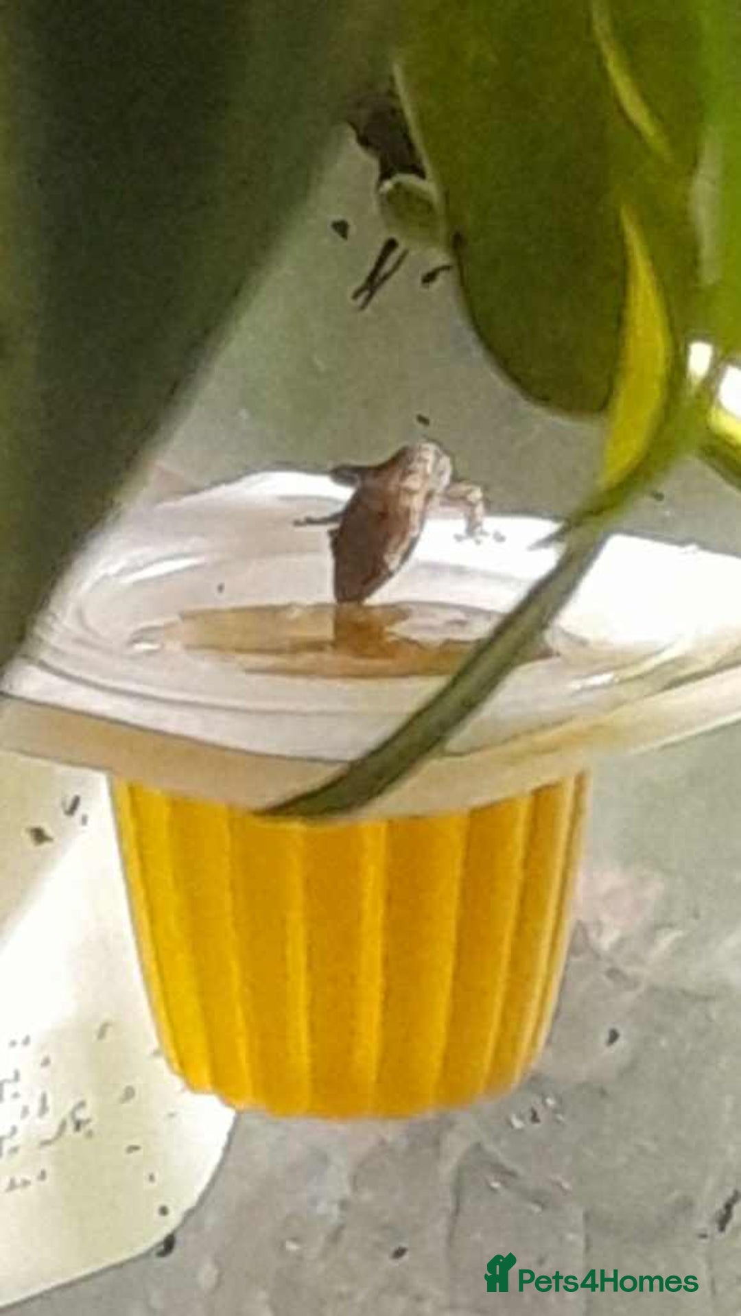 Gecko reptiles for sale: Mourning Gecko hatchlings. - Image 15