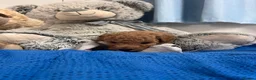 Miniature Poodle dogs for sale: 🐾 Adorable  Poodle Puppies for Sale! 🐾 - Advert 5