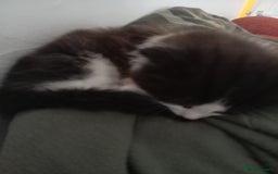 Mixed Breed cats for sale: Male kitten - Image 4