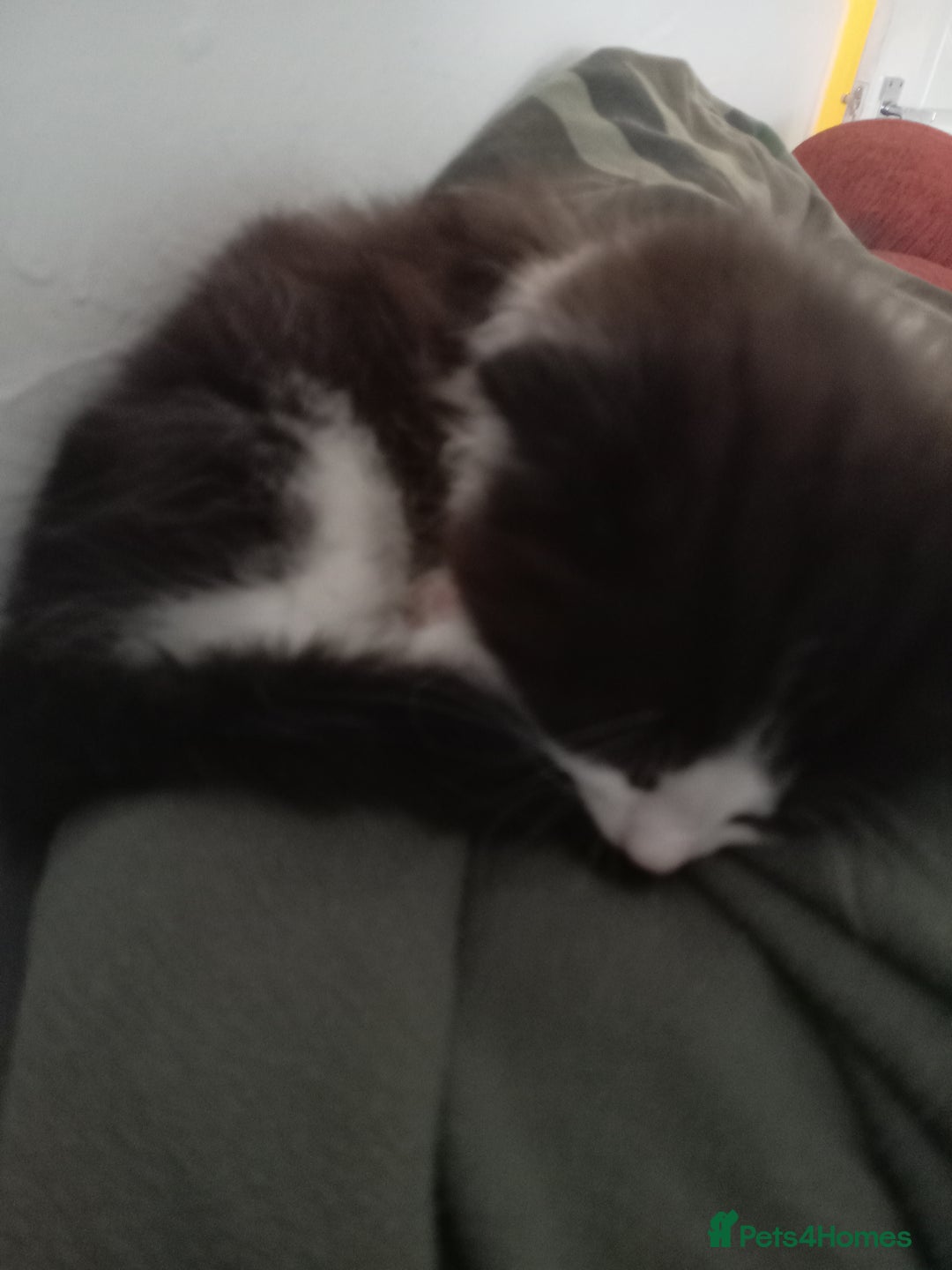 Mixed Breed cats for sale: Male kitten - Image 4