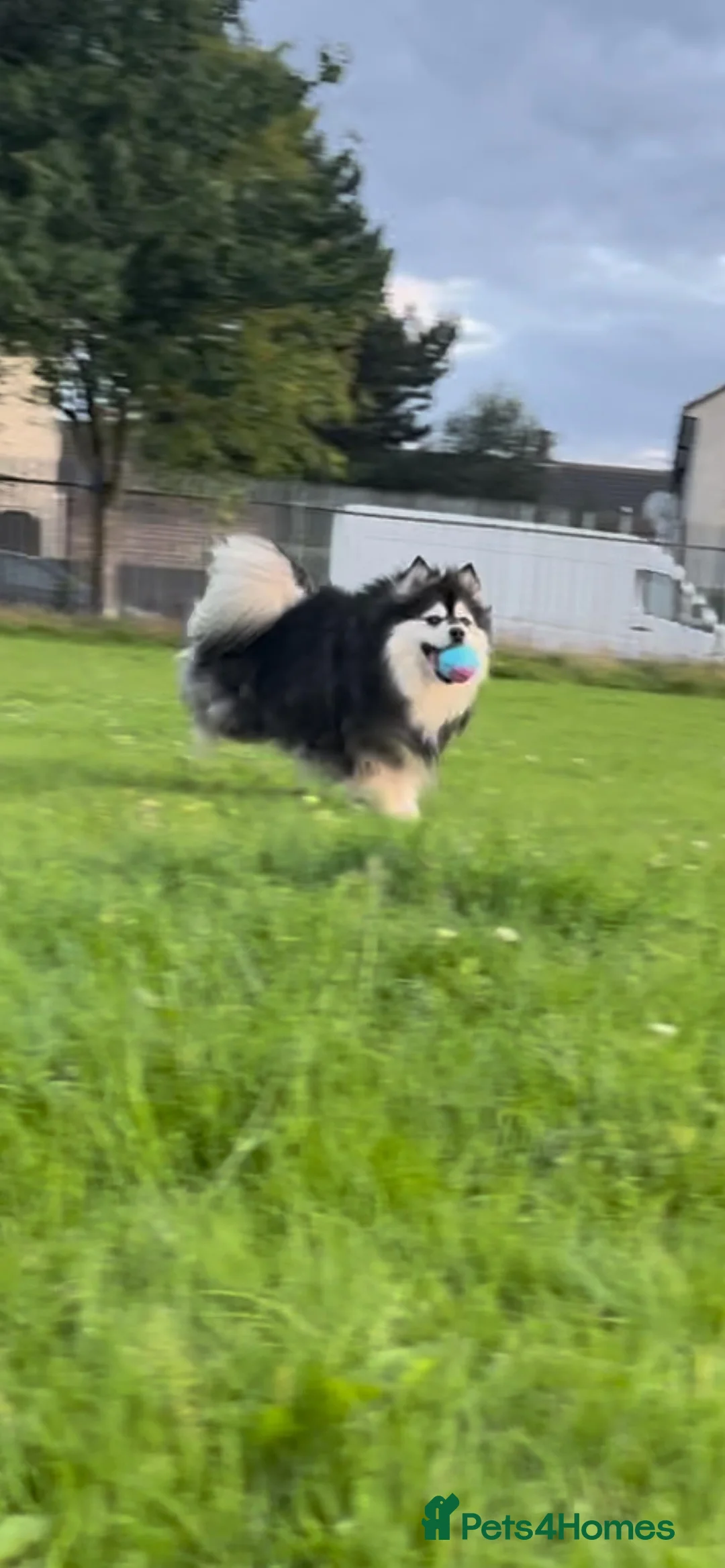 Pomsky dogs for stud: Champ F2 pomsky for stud  in Liverpool - Advert 2