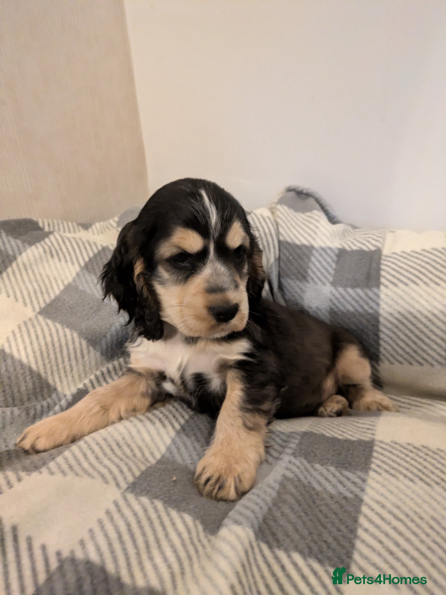 Cocker Spaniel dogs Only 2 Stunning girls KC show cocker PRA FN tested - Advert 1