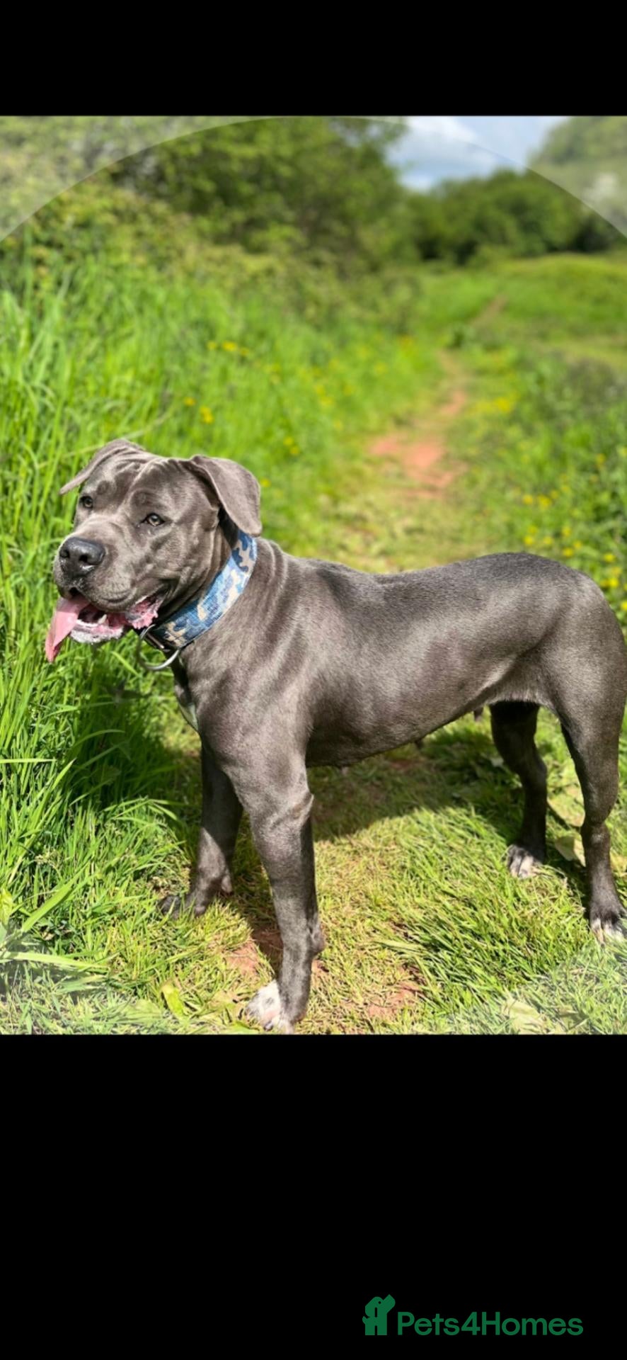 Mixed Breed dogs Staffordshire bull terrier  - Advert 2