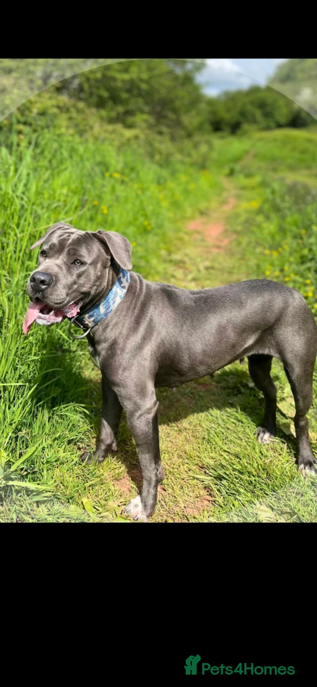 Mixed Breed dogs for sale: Staffordshire bull terrier  in Paignton - Advert 1