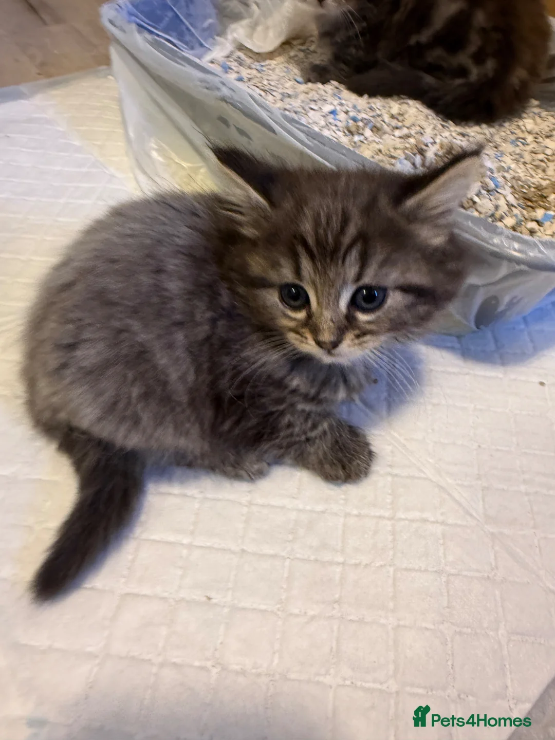 Mixed Breed cats for sale: Fluffy kittens looking for a loving home  in Oldham - Advert 2
